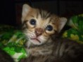 /album/the-long-awaited-litter-a-/a2013-03-30-evening-sunbeam-bengal-cats-bengal-katzen-kitten-bengali-macska-4-jpg/